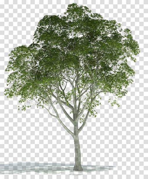 Tree Plant Rendering, tree transparent background PNG clipart