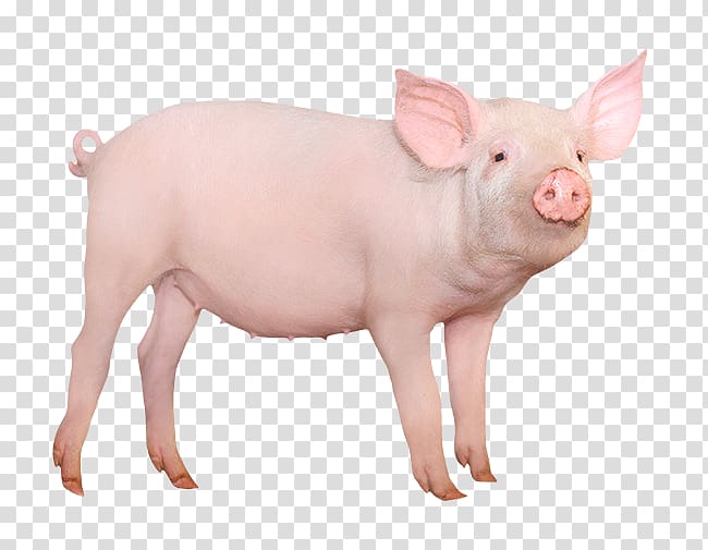 Large White pig Miniature pig Desktop , others transparent background PNG clipart