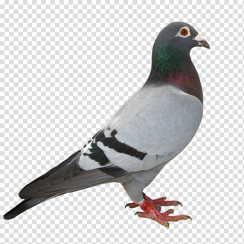 Humour Homing pigeon Panel Vignette dove, yucca transparent background PNG clipart