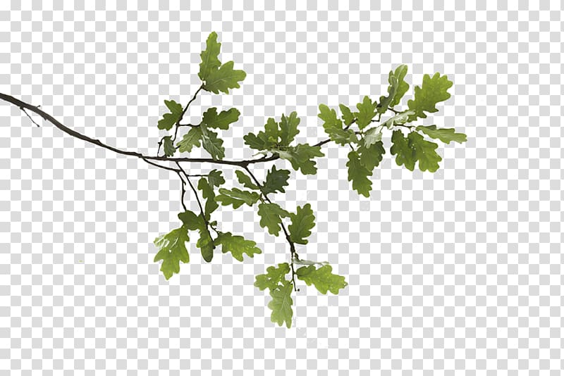 green leaves, Swamp Spanish oak English oak White oak Branch Leaf, branch transparent background PNG clipart