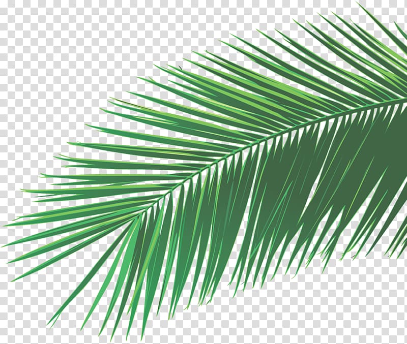 Arecaceae Palm-leaf manuscript, Leaf transparent background PNG clipart