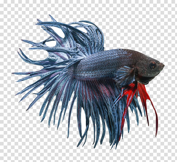 Siamese fighting fish Veiltail Butterfly Koi, Urban Tails Pet Supply transparent background PNG clipart