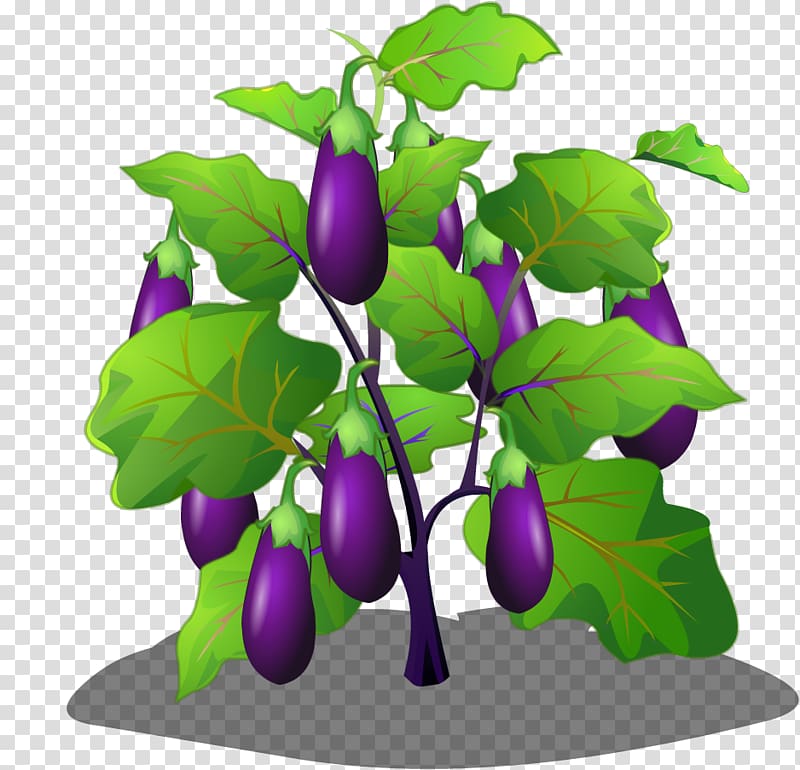 Eggplant Vegetable Cartoon, Cartoon eggplant tree transparent background PNG clipart
