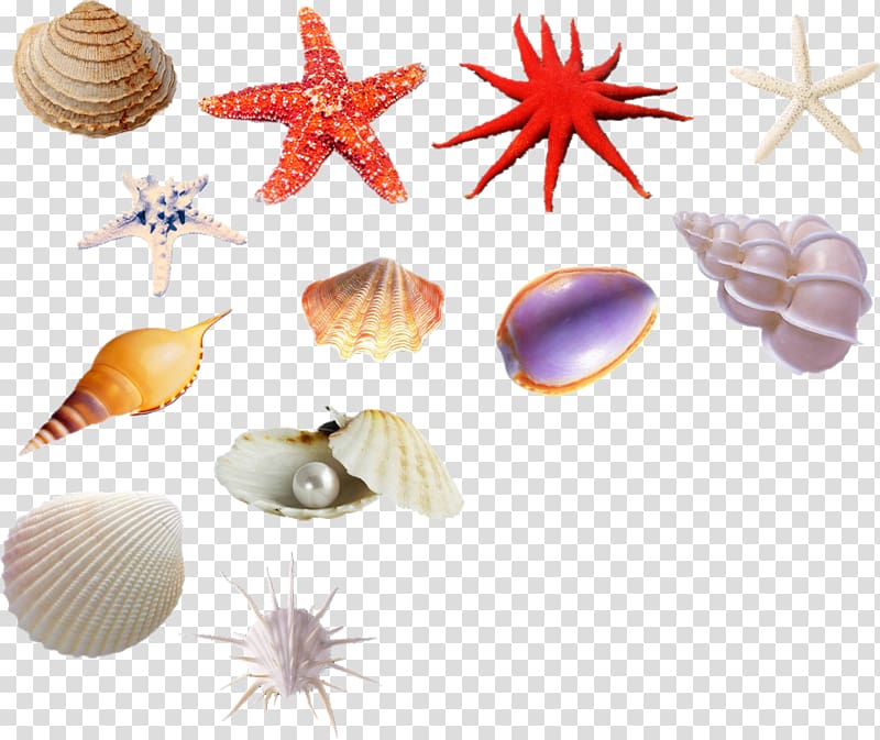 Seashell Sea snail Euclidean Shellfish, shell transparent background PNG clipart