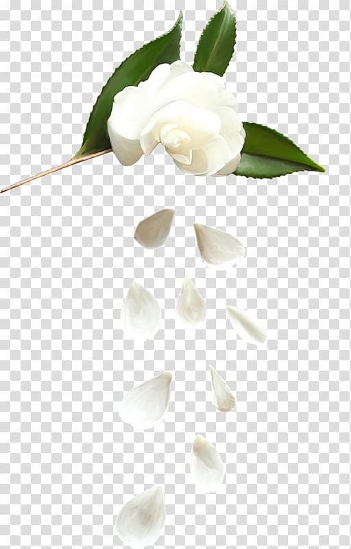 Flower Rosa × alba Petal Computer file, White roses transparent background PNG clipart