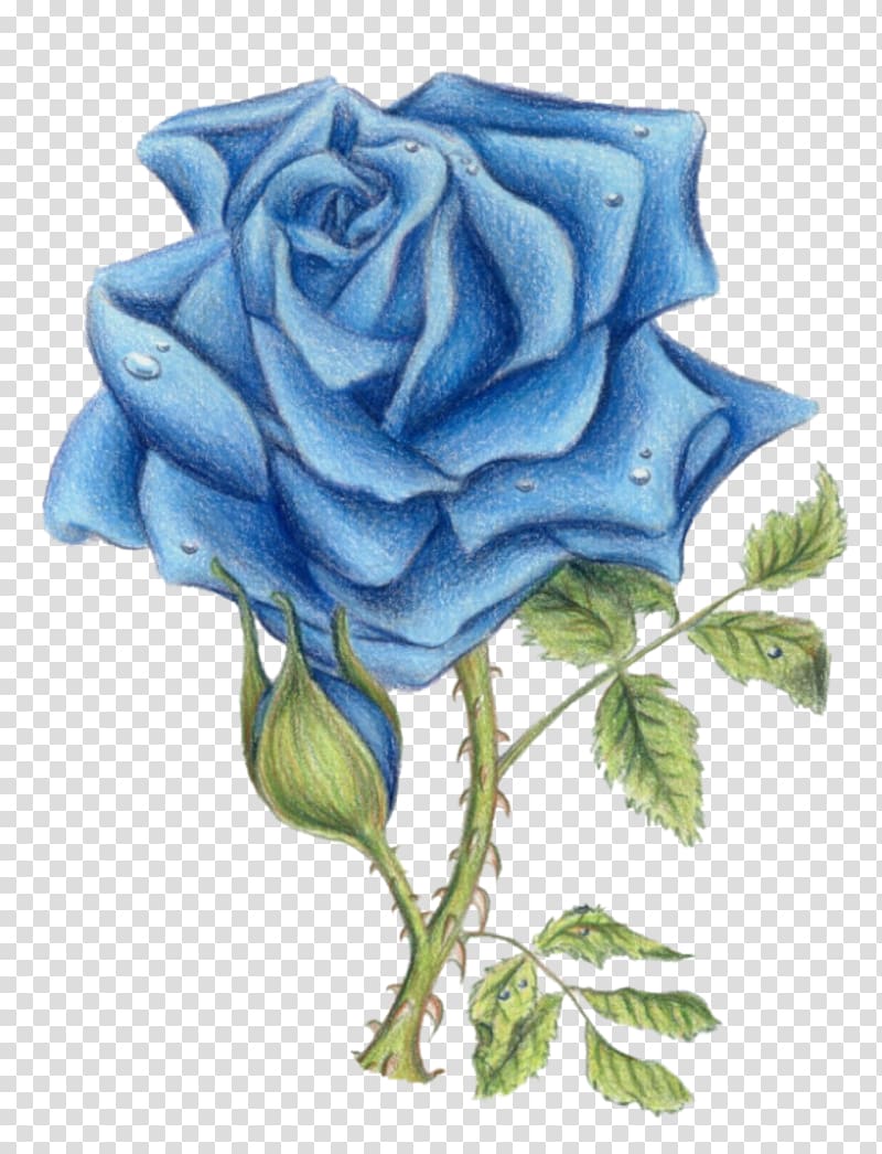 Blue rose Sureños Garden roses Mexican Mafia, Lilac rose transparent background PNG clipart