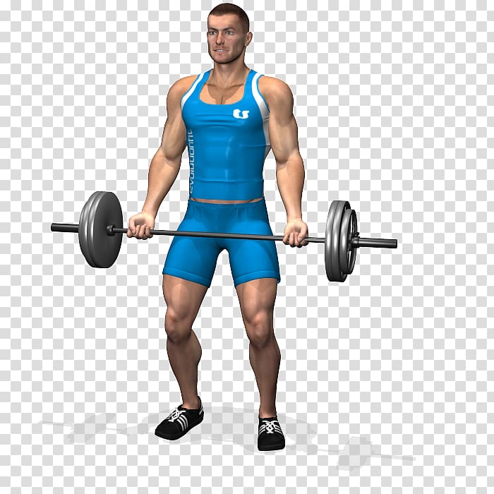 Biceps curl Barbell Physical exercise Dumbbell, curl transparent background PNG clipart