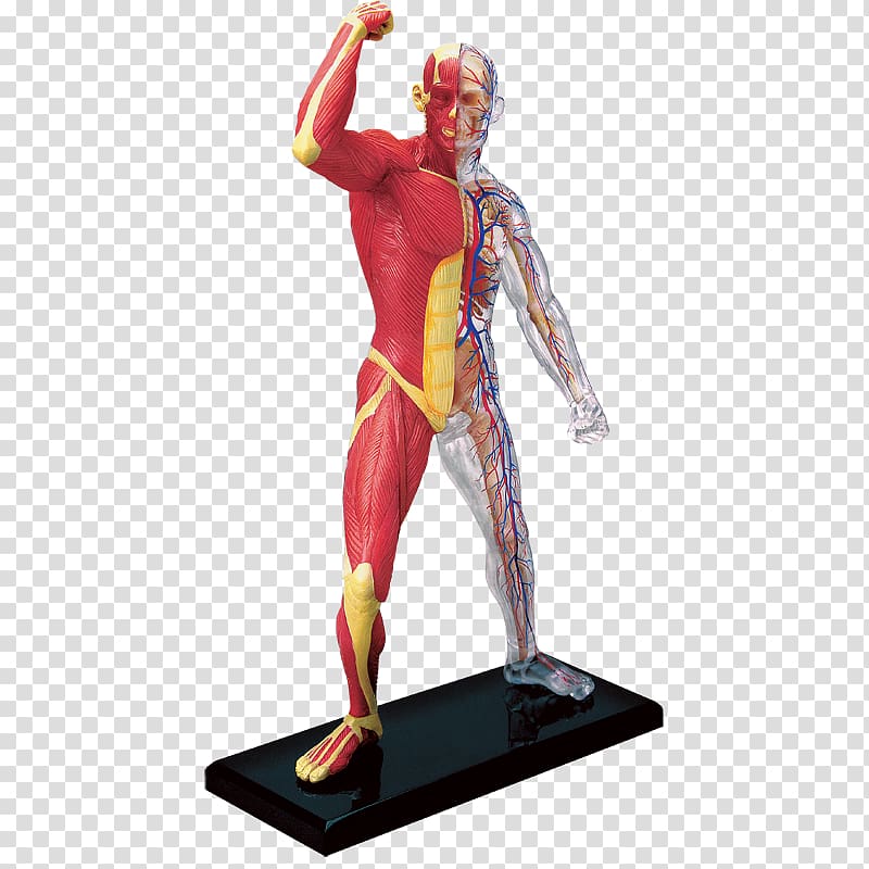 Human body Human anatomy Human skeleton Muscle, anatomy transparent background PNG clipart