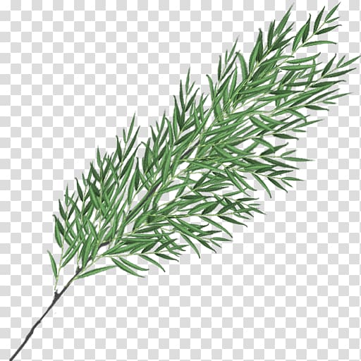 Twig Plant stem Grasses Leaf Herb, weeping willow transparent background PNG clipart