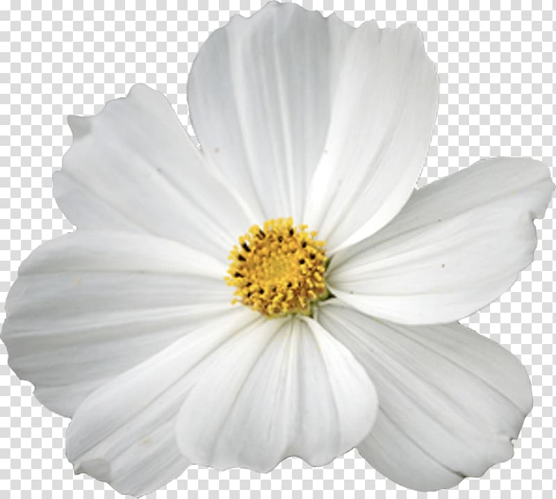 Garden Cosmos Flower , others transparent background PNG clipart