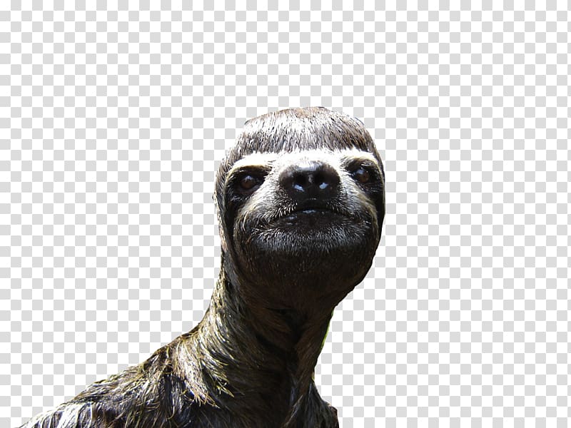 Sloth Animal Desktop , sloth transparent background PNG clipart