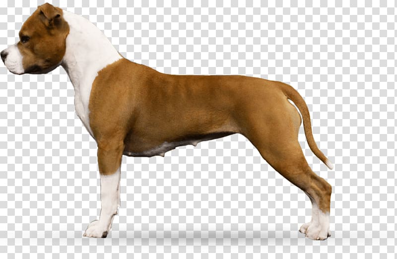 American Staffordshire Terrier American Pit Bull Terrier Dog breed Staffordshire Bull Terrier, puppy transparent background PNG clipart