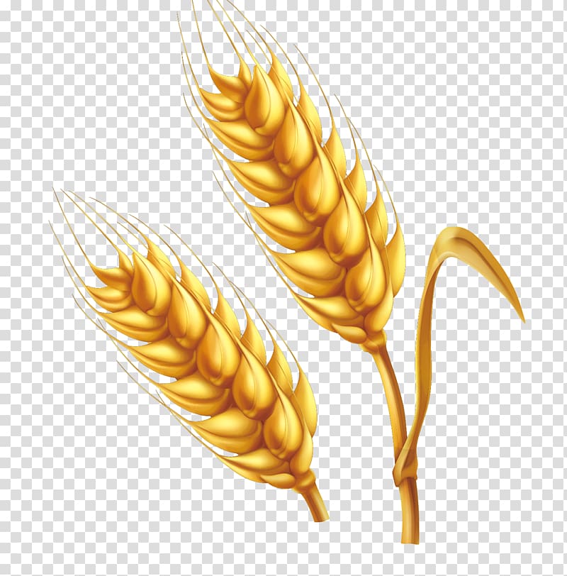 orange wheat , Wheat Cartoon Illustration, Cartoon farm golden wheat transparent background PNG clipart