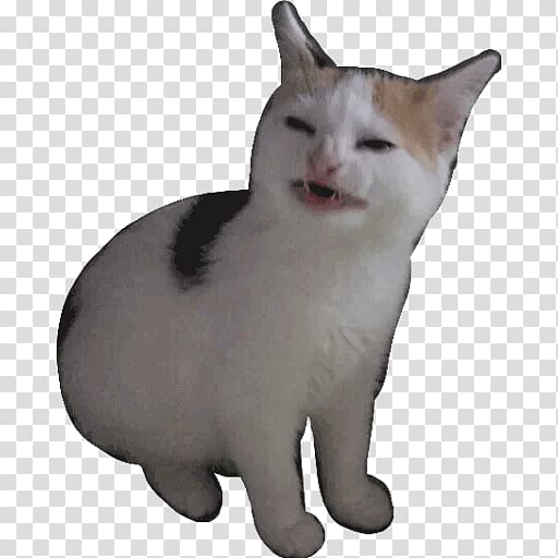 Whiskers Meme Japanese Bobtail, meme transparent background PNG clipart