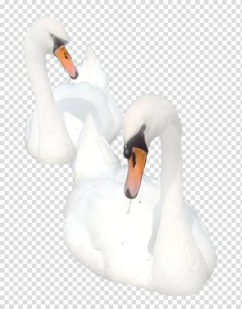 Cygnini Bird Goose Duck, swan transparent background PNG clipart