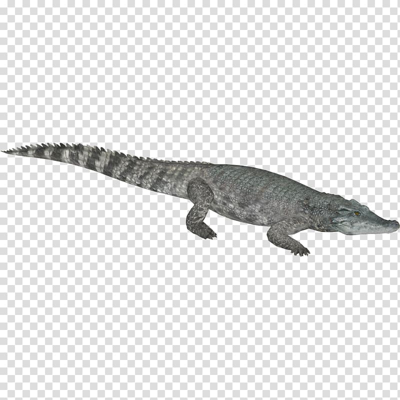 Crocodiles Gharial Nile crocodile American alligator, crocodile transparent background PNG clipart