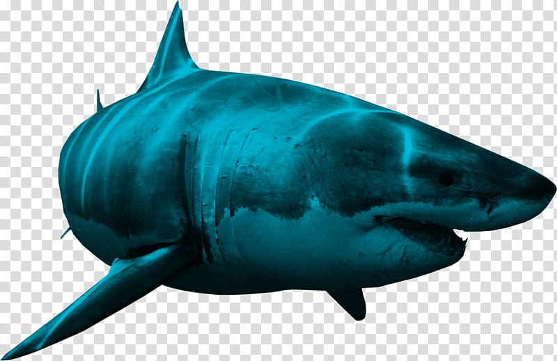 Shark , sharks transparent background PNG clipart