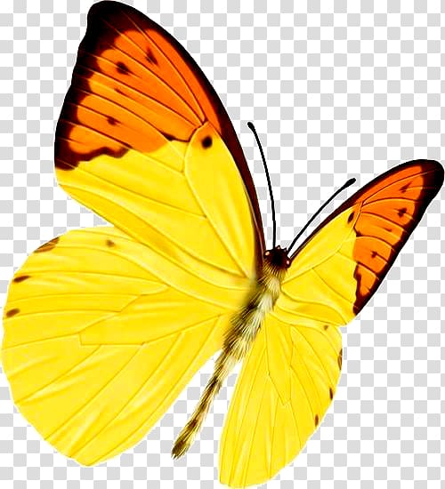 Software Sina Corp, butterfly transparent background PNG clipart