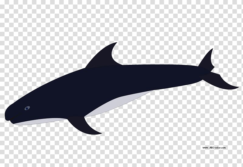 Porpoise Rough-toothed dolphin Common bottlenose dolphin Killer whale , whale transparent background PNG clipart