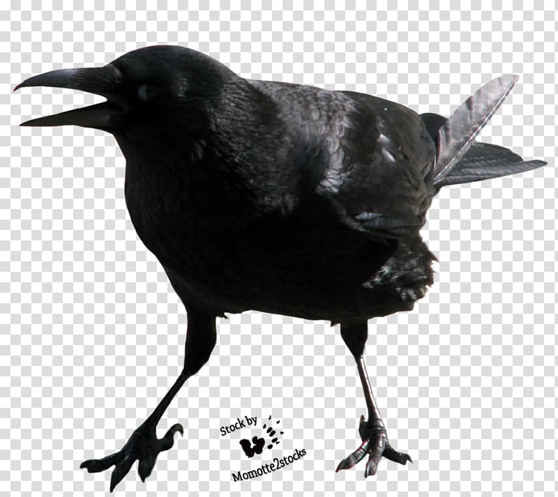 Crows , Crow Free transparent background PNG clipart