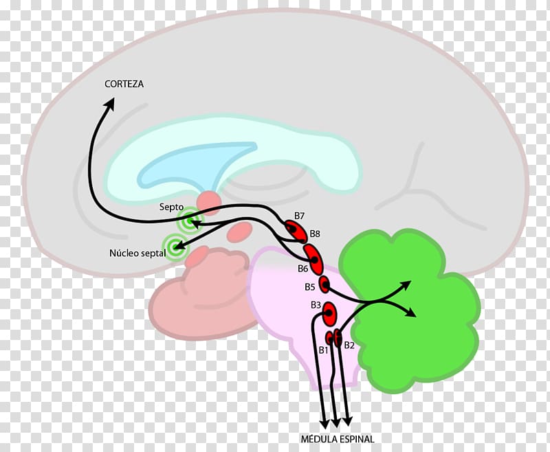 Brainstem Raphe nuclei Nucleus Reticular formation, Brain transparent background PNG clipart