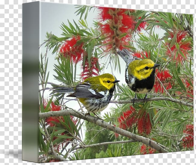 kind Art Poster Canvas Printing, Blackthroated Blue Warbler transparent background PNG clipart