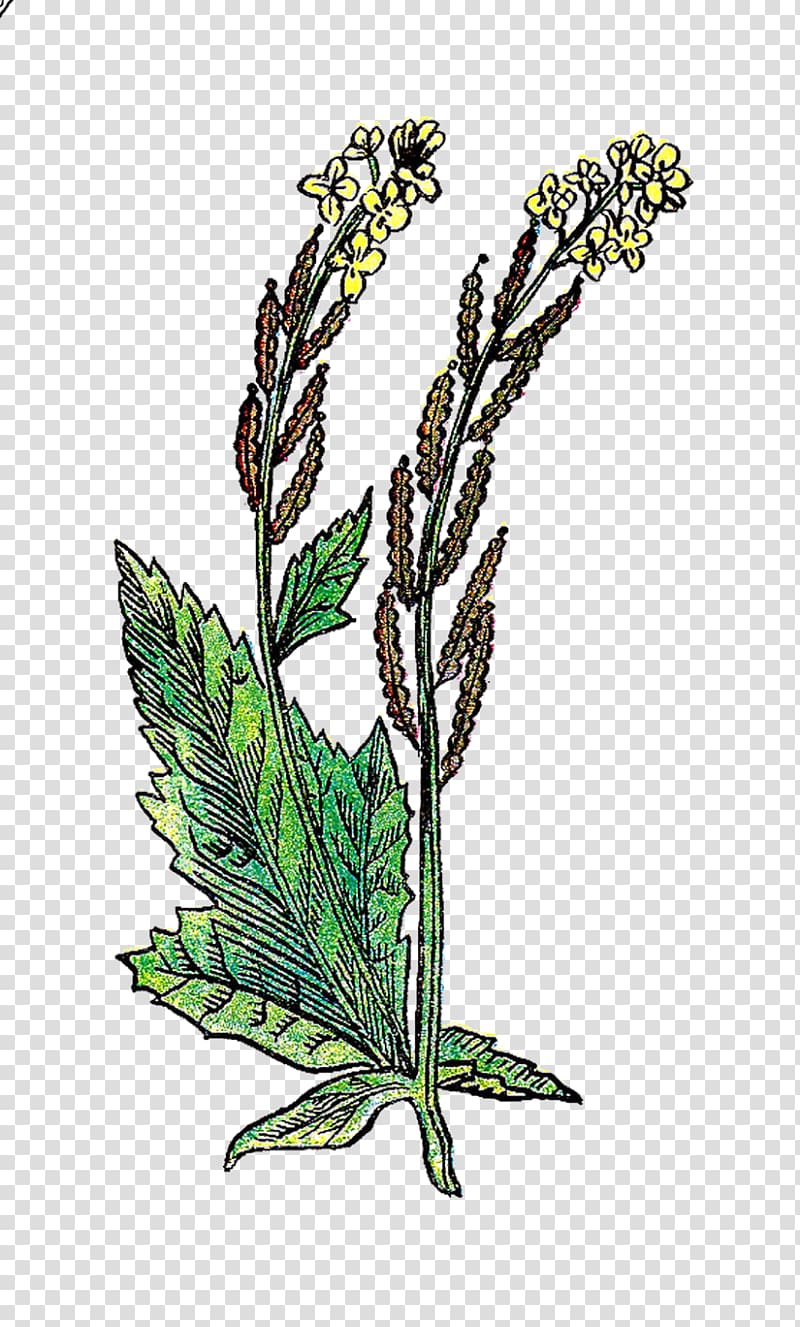 Mustard plant Drawing , mustard transparent background PNG clipart