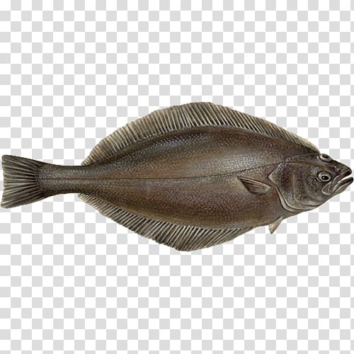 Sole Turbot Greenland halibut Flatfish, fish transparent background PNG clipart