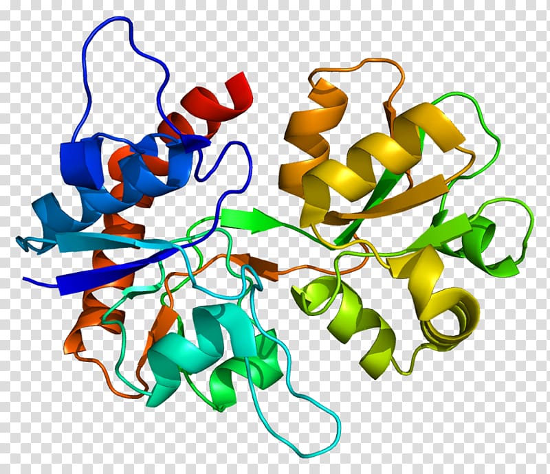 GRIK1 Protein Data Bank Glutamate receptor Metabotropic receptor Kainate receptor, others transparent background PNG clipart