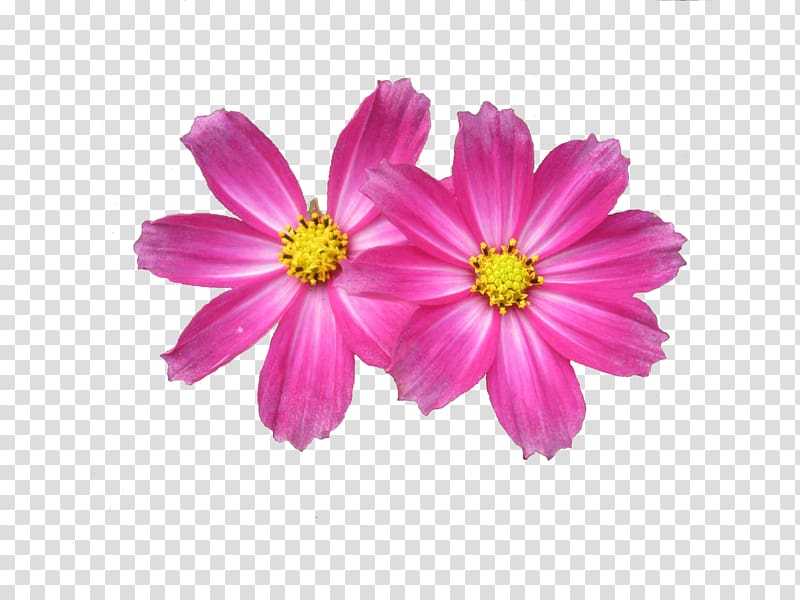 two pink daisy flowers illustration, Flower Display resolution , Free Flower transparent background PNG clipart
