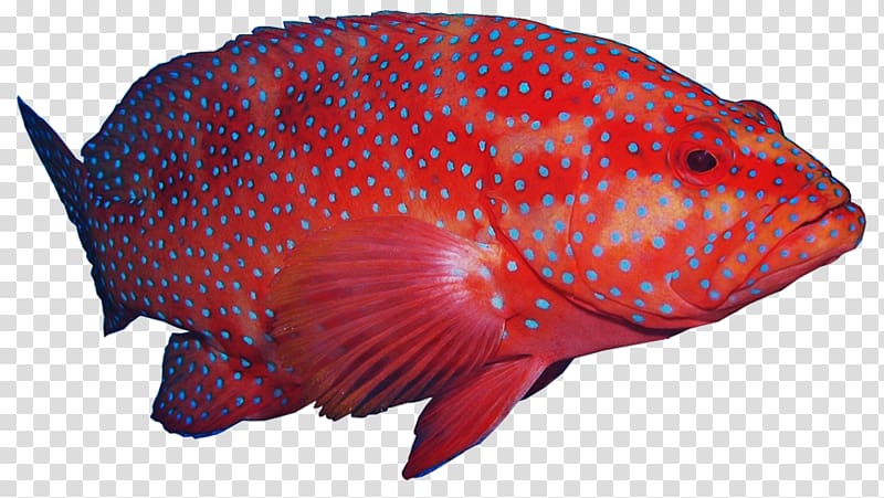 Coral reef fish Humpback grouper Hong Kong grouper, coral sea transparent background PNG clipart