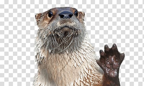brown and white animal , Waving Otter transparent background PNG clipart
