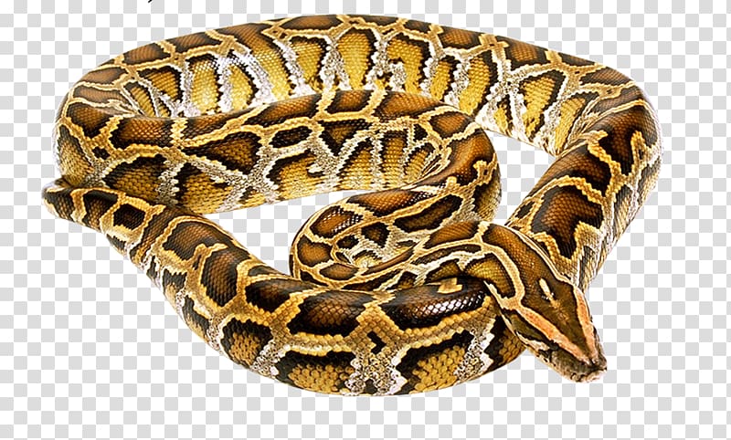 Venomous snake, snake transparent background PNG clipart