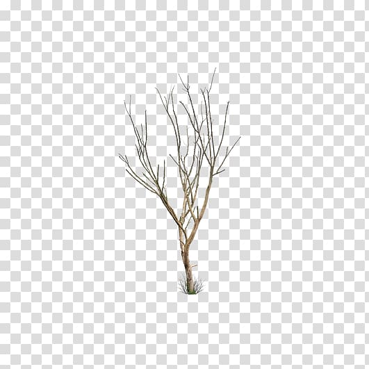 Tree Leaf Trunk, Creative winter without leaves withered transparent background PNG clipart