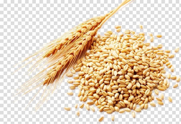 Wheat berry Food Bran, Wheat transparent background PNG clipart