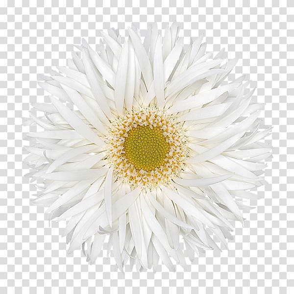 Common daisy Open Portable Network Graphics, brocade transparent background PNG clipart