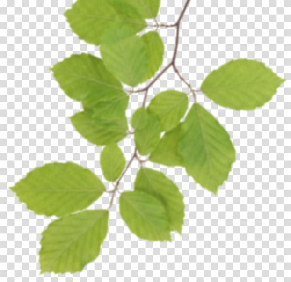 Leaf , Real Leaves transparent background PNG clipart