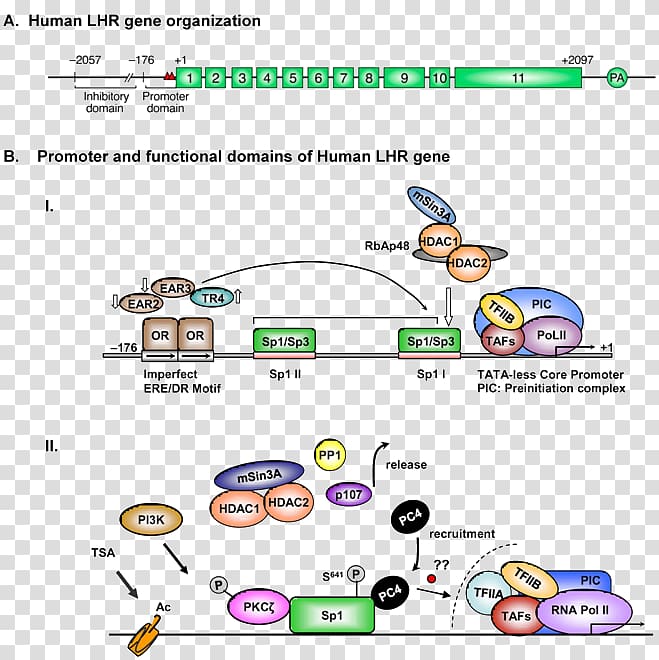 Luteinizing hormone/choriogonadotropin receptor Sp1 transcription factor Sex steroid, others transparent background PNG clipart