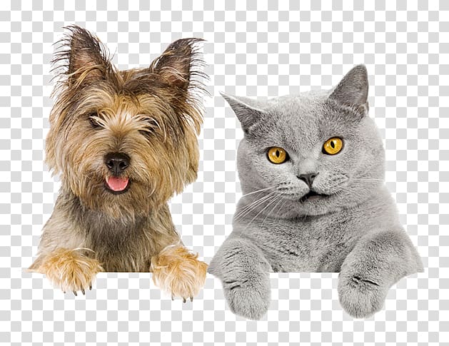 Pet sitting Dog–cat relationship Dog–cat relationship, Cat transparent background PNG clipart