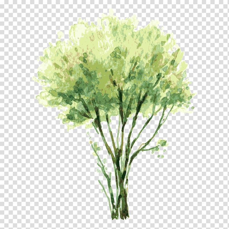 green leafed tree painting illustration, Watercolor painting Tree Shrub Illustration, tree,Trees transparent background PNG clipart
