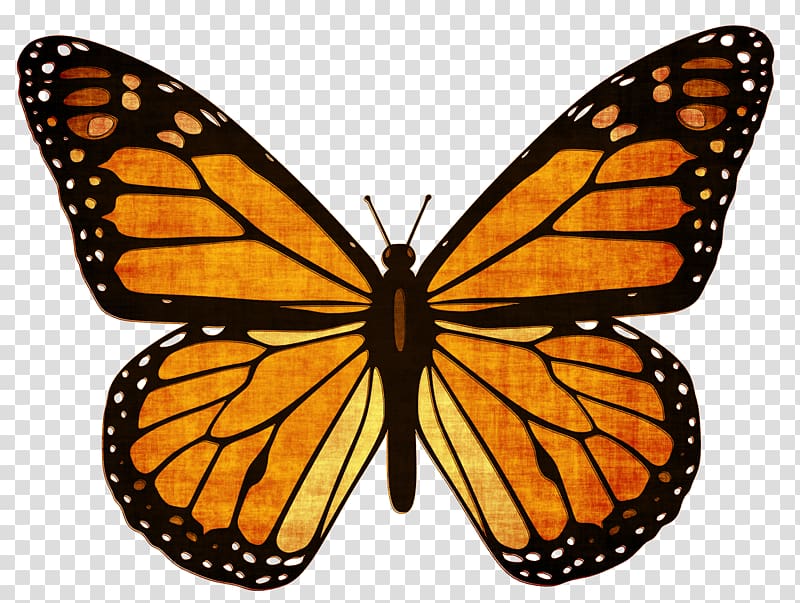 The monarch butterfly Milkweed butterflies Viceroy, butterfly transparent background PNG clipart