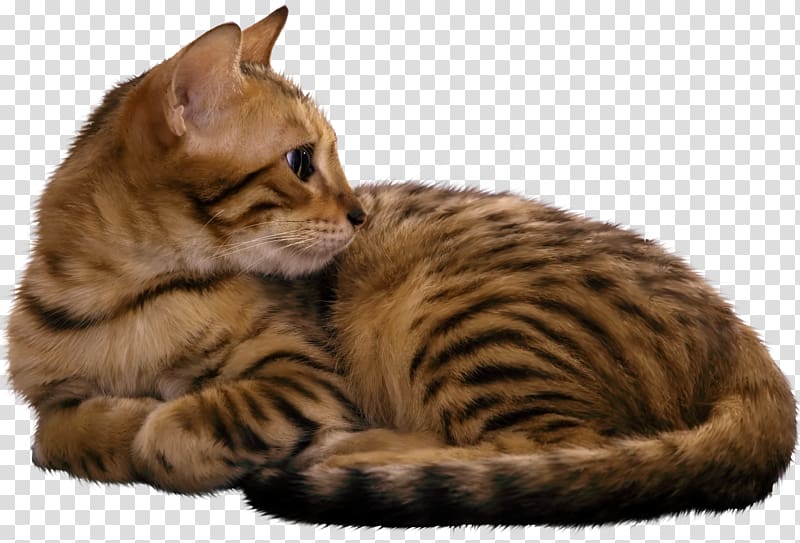 Havana Brown Norwegian Forest cat Bengal cat Tonkinese cat Ocicat, kitten transparent background PNG clipart