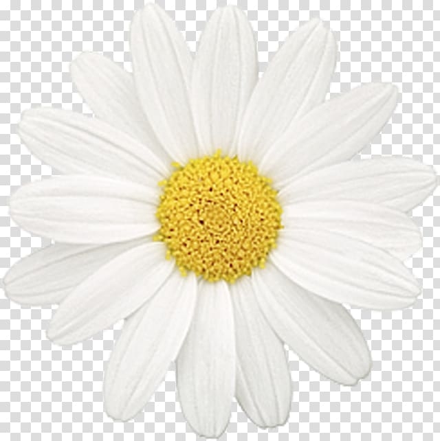 Common daisy Flower Chamomile Oxeye daisy Daisy family, flower transparent background PNG clipart