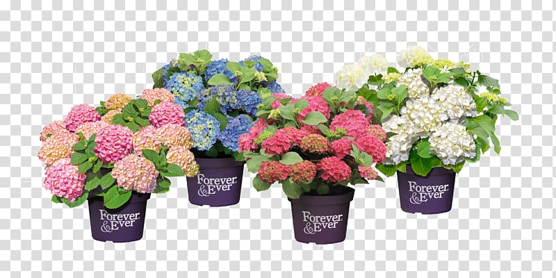 French hydrangea Cut flowers Flowerpot Pruning, hortensia transparent background PNG clipart