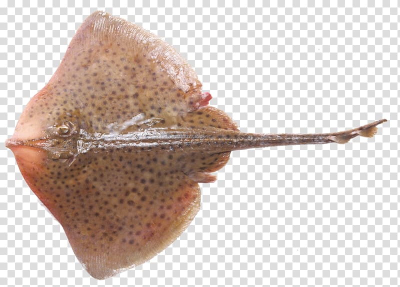 Shark Thornback ray Batoids Fish Sole, shark transparent background PNG clipart