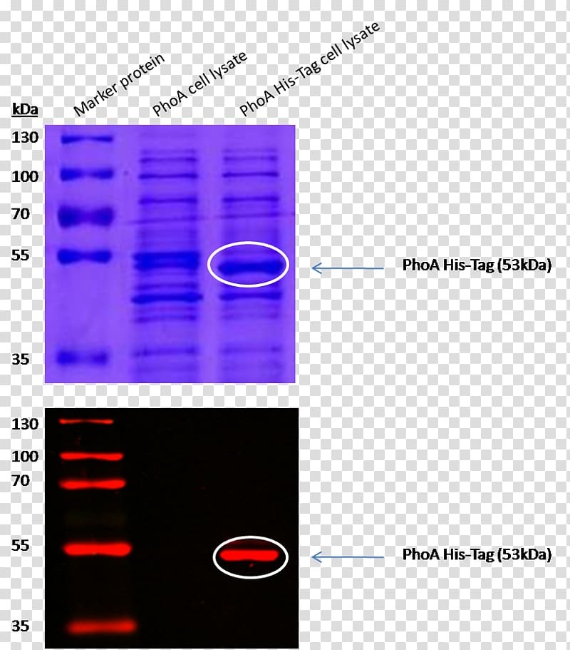 Alkaline phosphatase SDS-PAGE Polyacrylamide gel electrophoresis Polyhistidine-tag, others transparent background PNG clipart