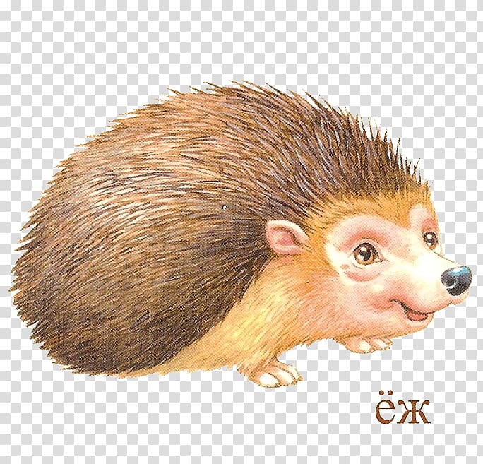 Domesticated hedgehog European hedgehog Portable Network Graphics, hedgehog transparent background PNG clipart