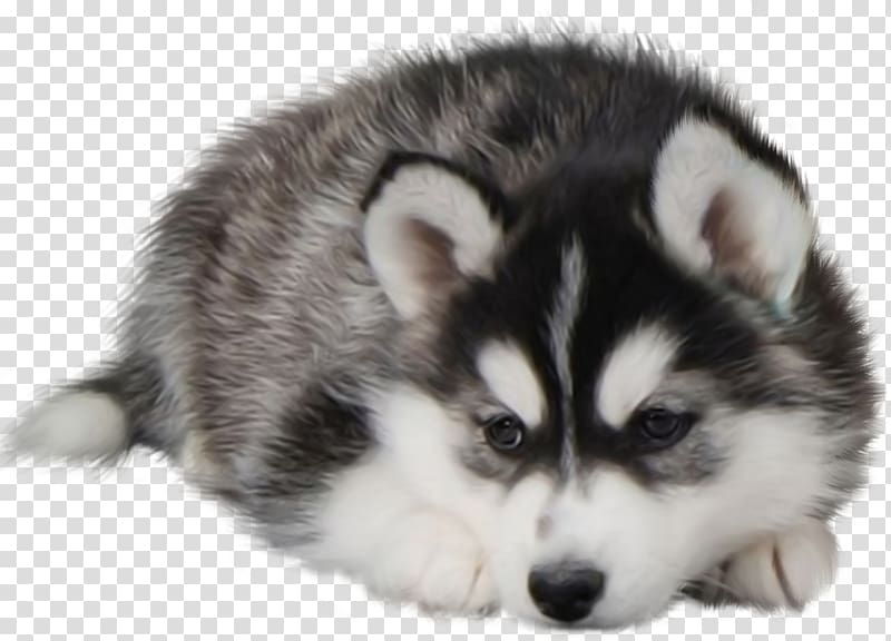 Siberian Husky Puppy Desktop Dog Food, husky transparent background PNG clipart