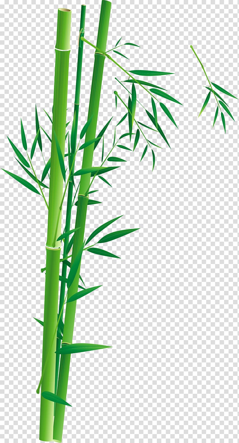 Bamboo Poster Bambusa oldhamii Illustration, bamboo transparent background PNG clipart