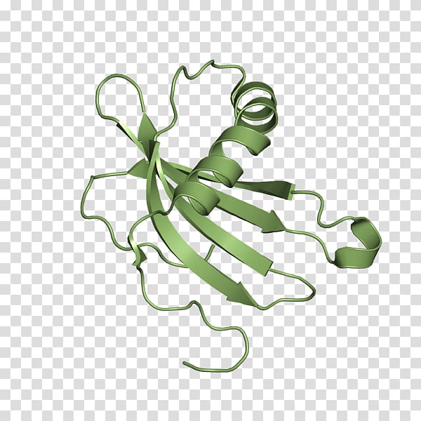 Cystatin A Wikipedia Protein Insect, Cysteine Protease transparent background PNG clipart